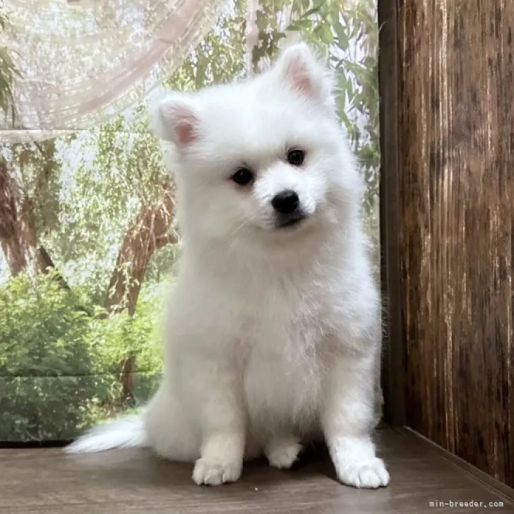 ID：2212-02078の子犬