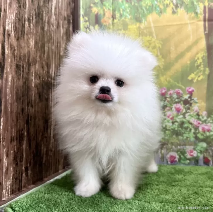 ID:2408-02301の子犬