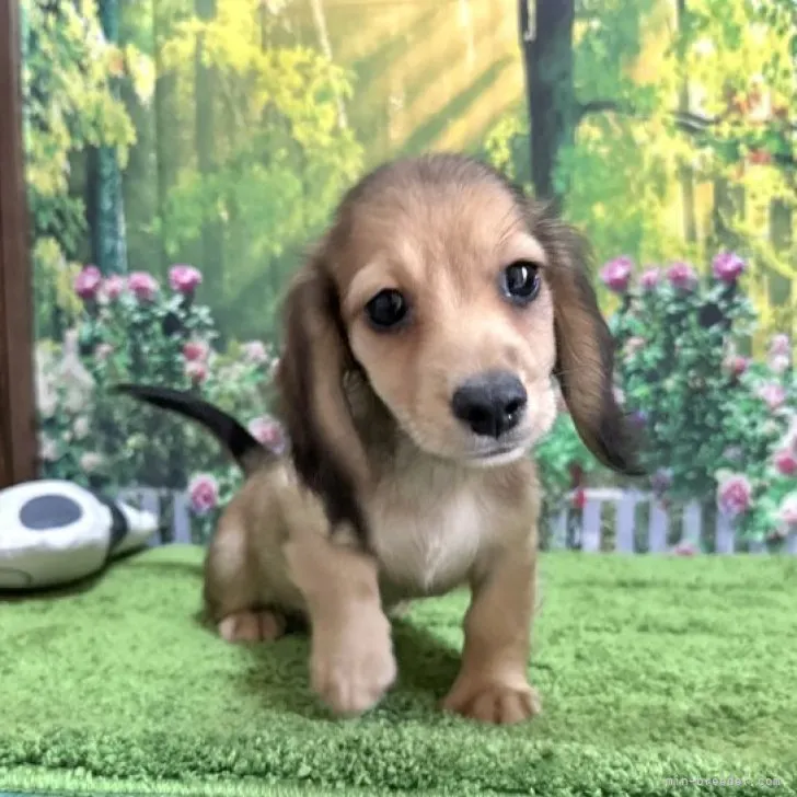 ID：2309-03178の子犬