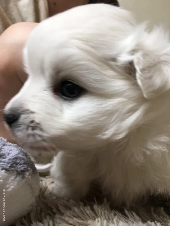 ID：1801-01918の子犬