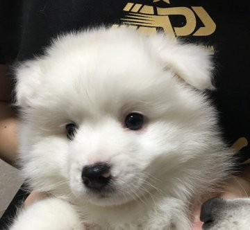 日本スピッツ【埼玉県・男の子・2017年3月16日・白】の写真「見学予約入りました！お急ぎください！」