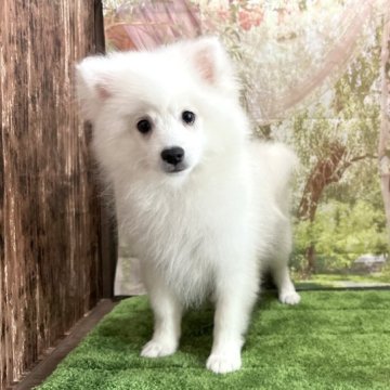 日本スピッツ【埼玉県・男の子・2023年1月27日・白】の写真「見学予約あり！猿期中！小ぶり予想の男の子です！」