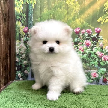 ミックス(ポメラニアン×日本スピッツ)【埼玉県・男の子・2023年12月9日・ホワイト 白】の写真「可愛いポメッツの男の子です！」
