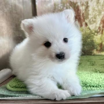 日本スピッツ【埼玉県・男の子・2022年10月25日・白】の写真「クリスマス直前セール！純白タヌキ系スピッツ」