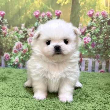 ミックス(ポメラニアン×ポメペキ)【埼玉県・女の子・2024年4月30日・ホワイト 白】の写真「ポメ×ポメペキのミックスパピーです！」