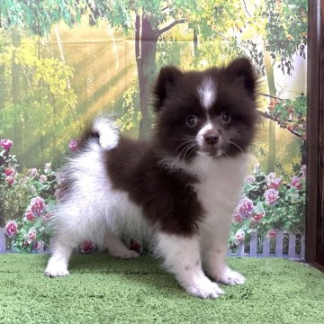 ポメラニアン【埼玉県・男の子・2024年2月3日・チョコレート&ホワイト】の写真「人気カラーの男の子です！」