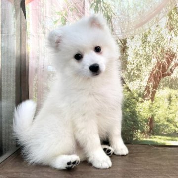 日本スピッツ【埼玉県・男の子・2022年10月26日・白】の写真「可愛いお顔の男の子です！」