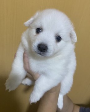 日本スピッツ【埼玉県・女の子・2020年7月3日・白】の写真「見学予約あり。たぬき系の女の子です！」