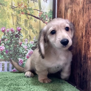 ミニチュアダックスフンド(ロング)【埼玉県・男の子・2024年4月1日・シェーデッドイエロー(クリーム)】の写真「カニンヘン×ミニチュアのパピーです！」