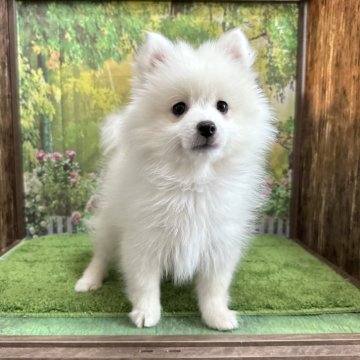 日本スピッツ【埼玉県・女の子・2024年1月29日・ホワイト 白】の写真「美人犬！父チャンピオン直子！小柄予想ちゃん」