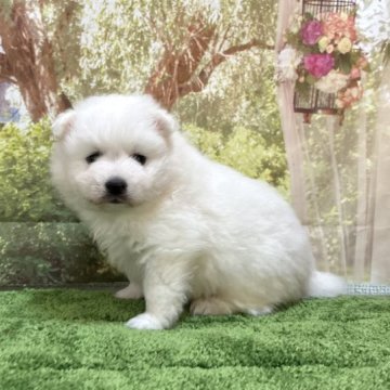 日本スピッツ【埼玉県・男の子・2023年5月11日・白】の写真「真っ白良毛量予想❣️大人気たぬき系の男の子です！」