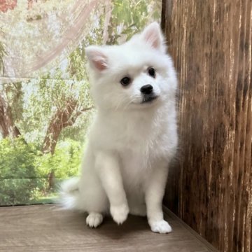 日本スピッツ【埼玉県・女の子・2022年11月6日・白】の写真「猿期中！兄妹で1番小柄な女の子です！」