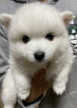 日本スピッツ【埼玉県・男の子・2020年1月24日・白】の写真「中性的な顔の男の子です！」