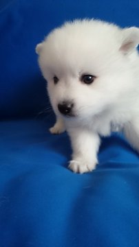 日本スピッツ【埼玉県・男の子・2015年1月31日・白】の写真「」