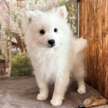 日本スピッツ【埼玉県・男の子・2023年1月20日・白】の写真「スプリングセール！元気で懐っこい男の子です！」