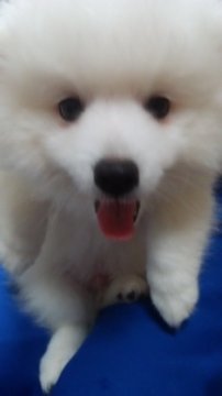 日本スピッツ【埼玉県・男の子・2015年10月13日・白】の写真「優しいお顔で、イチオシの男の子です！」