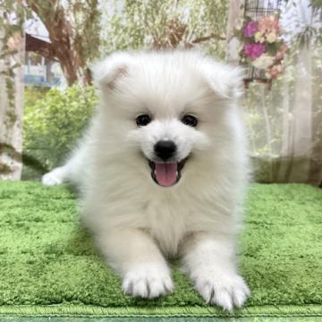 日本スピッツ【埼玉県・男の子・2022年7月29日・白】の写真「条件解除‼︎とっても可愛い男の子です！」