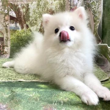 日本スピッツ【埼玉県・女の子・2022年7月14日・白】の写真「猿期中！懐っこく可愛いお顔の女の子です♡」