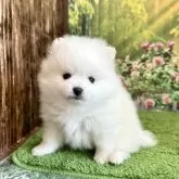 ミックス(ポメラニアン×日本スピッツ)【埼玉県・女の子・2023年12月9日・ホワイト 白】の写真1
