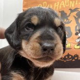 ミニチュアダックスフンド(スムース)