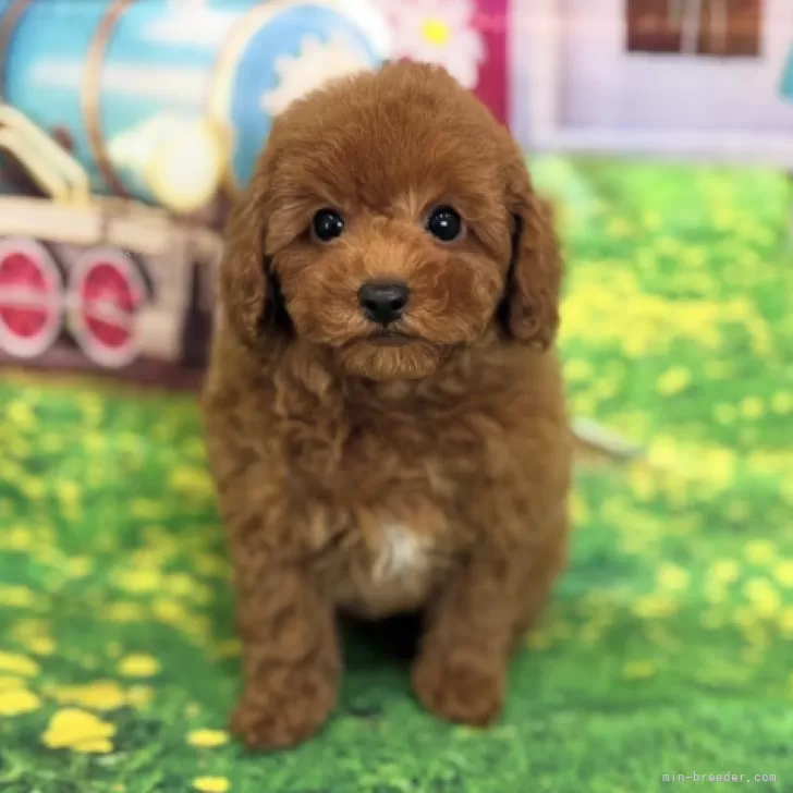 タイニープードル【千葉県・男の子・2025年9月26日・レッド】の写真1