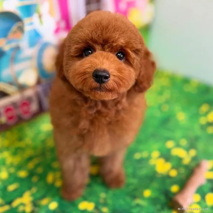 ID:2508-02221の子犬
