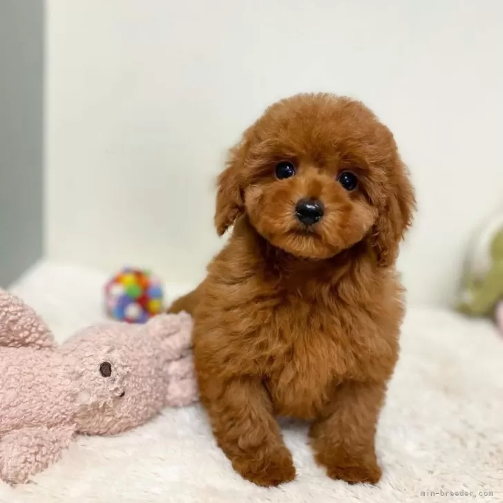 ID:2501-04347の子犬
