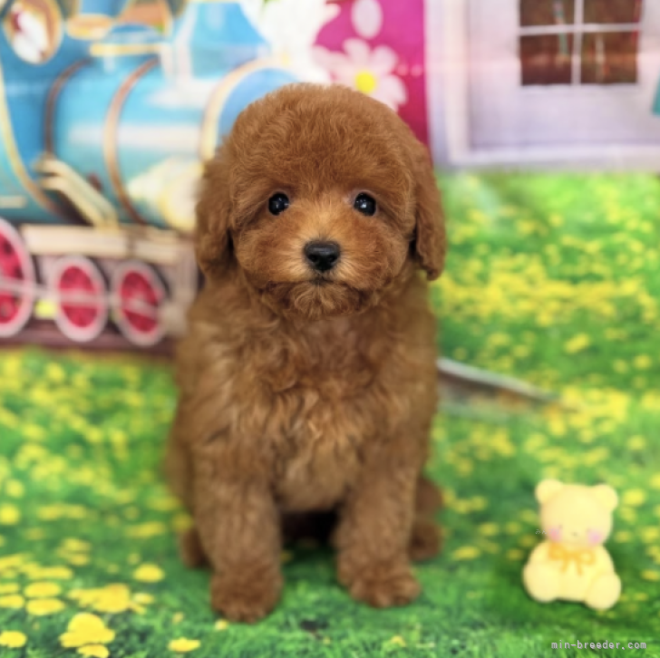 ブリーダー画像