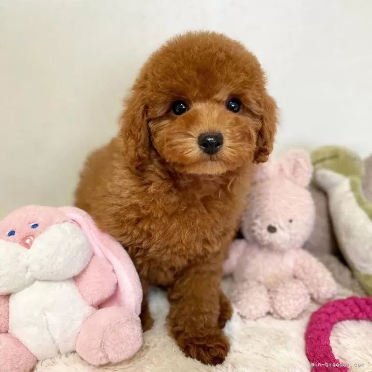 ID：2501-01353の子犬