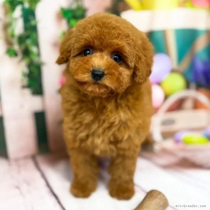 ID:2505-07767の子犬