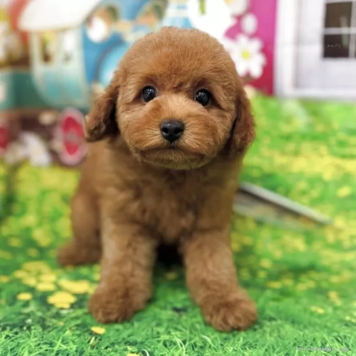 ID：2506-03264の子犬