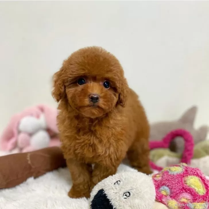 ID:2412-05905の子犬