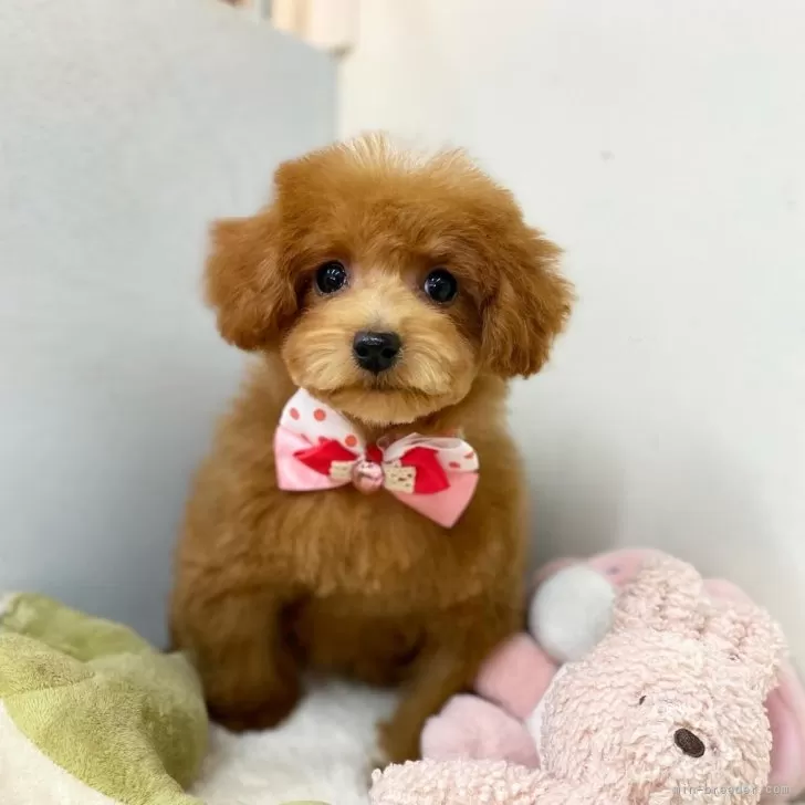 ID:2501-06366の子犬