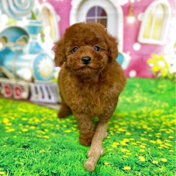 トイプードル(タイニー)【千葉県・男の子・2025年1月5日・レッド】の写真「♡ディープレッドでめちゃくちゃ可愛いです♡」