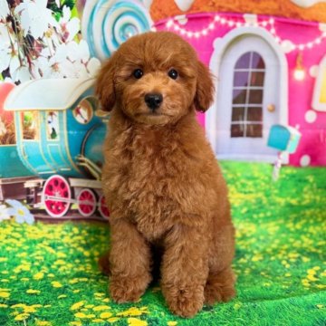 トイプードル(トイ)【千葉県・男の子・2025年6月1日・レッド】の写真「♡欠点一切無し！しっかりしていて安心感ある子♡」