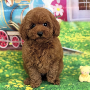 タイニープードル【千葉県・男の子・2025年9月26日・レッド】の写真「♡お目目まん丸で可愛い！色素も毛量も抜群！♡」