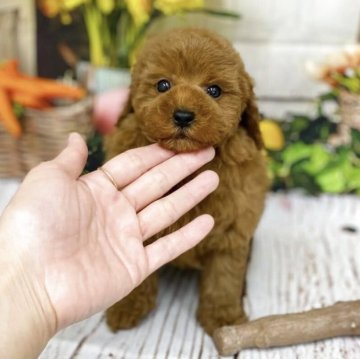 トイプードル(タイニー)【千葉県・男の子・2025年3月10日・レッド】の写真「おっとり可愛いベビーフェイス君です♡」
