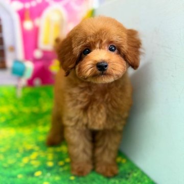 トイプードル(ティーカップ)【千葉県・男の子・2025年6月23日・レッド】の写真「♡赤ちゃん顔の小さな男の子♡」