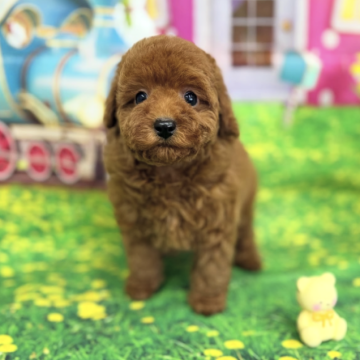 トイプードル(タイニー)【千葉県・男の子・2025年10月4日・レッド】の写真「♡お目目まん丸で可愛い！色素も毛量も抜群！♡」