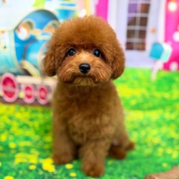 トイプードル(ティーカップ)【千葉県・男の子・2025年6月10日・レッド】の写真「♡世界的有名犬舎の血！マイクロティーカッフサイズ♡」