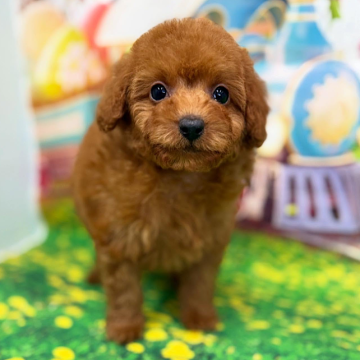 トイプードル(ティーカップ)【千葉県・男の子・2025年10月19日・レッド】の写真「♡2025年感謝の気持ちを込めてお安く販売です♡」