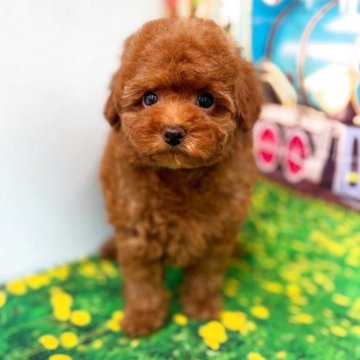 トイプードル(ティーカップ)【千葉県・女の子・2025年6月5日・レッド】の写真「♡顔も性格も可愛いおチビちゃん♡」