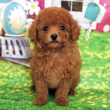トイプードル(タイニー)【千葉県・男の子・2025年4月14日・レッド】の写真「♡めちゃくちゃ可愛い子出ました♡」