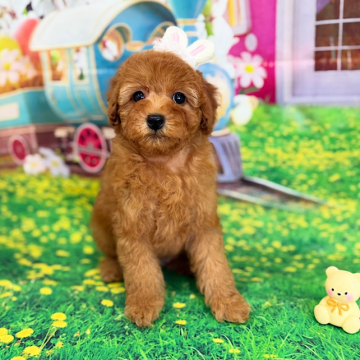 トイプードル(トイ)【千葉県・男の子・2025年10月20日・アプリコット】の写真「♡2025年感謝の気持ちを込めてお安く販売です♡」