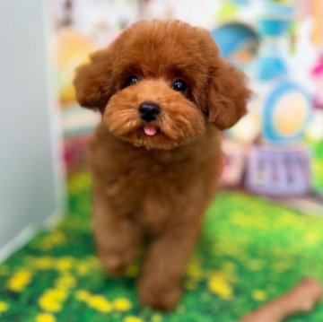 トイプードル(ティーカップ)【千葉県・男の子・2025年6月5日・レッド】の写真「♡まん丸顔で胴が詰まったおチビくん♡」
