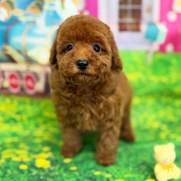 トイプードル(タイニー)【千葉県・男の子・2025年10月4日・レッド】の写真「♡2025年感謝の気持ちを込めてお安く販売です♡」