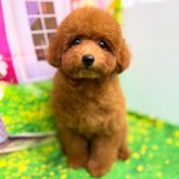 トイプードル(ティーカップ)