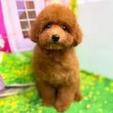 ティーカッププードル