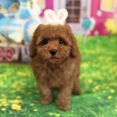 タイニープードル