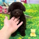 タイニープードル